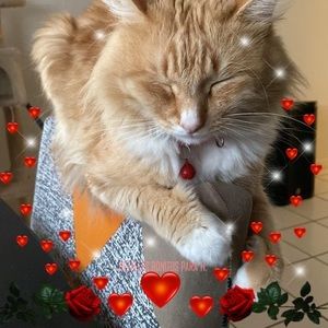 Meet your Posher, Maldonado